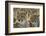 South Africa, Close-Up of Cheetahs-Amos Nachoum-Framed Photographic Print