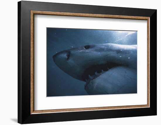 South Africa, Close Up of Great White Shark-Stuart Westmorland-Framed Photographic Print