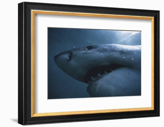South Africa, Close Up of Great White Shark-Stuart Westmorland-Framed Photographic Print
