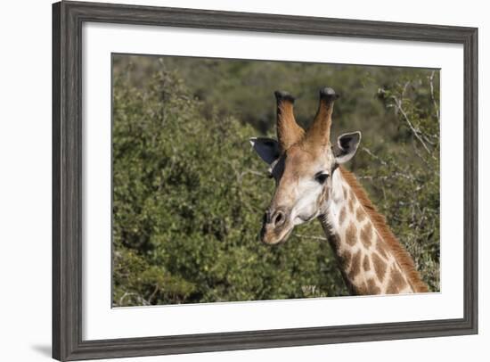 South Africa, Durban, Tala Game Reserve. Giraffe, Head Detail, Male-Cindy Miller Hopkins-Framed Photographic Print