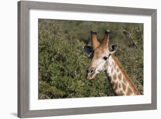 South Africa, Durban, Tala Game Reserve. Giraffe, Head Detail, Male-Cindy Miller Hopkins-Framed Photographic Print