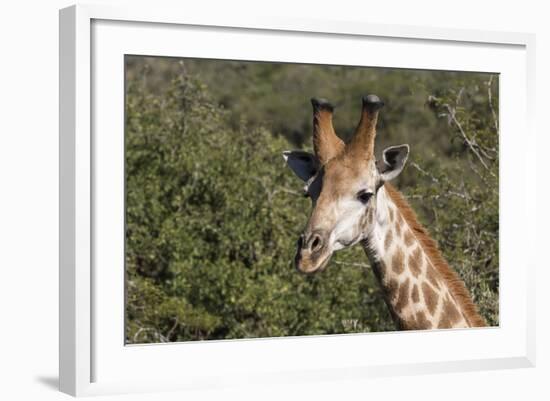 South Africa, Durban, Tala Game Reserve. Giraffe, Head Detail, Male-Cindy Miller Hopkins-Framed Photographic Print