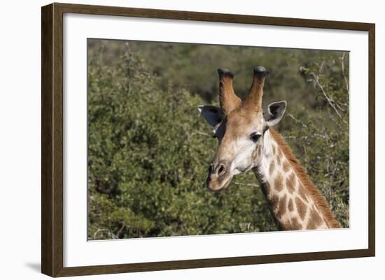 South Africa, Durban, Tala Game Reserve. Giraffe, Head Detail, Male-Cindy Miller Hopkins-Framed Photographic Print