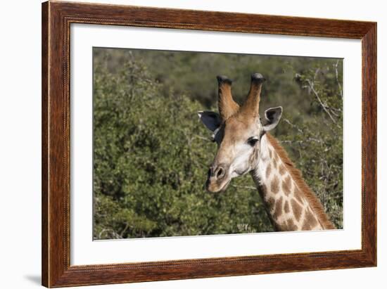 South Africa, Durban, Tala Game Reserve. Giraffe, Head Detail, Male-Cindy Miller Hopkins-Framed Photographic Print