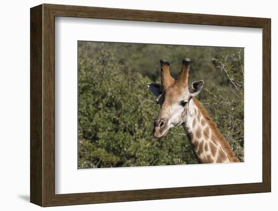 South Africa, Durban, Tala Game Reserve. Giraffe, Head Detail, Male-Cindy Miller Hopkins-Framed Photographic Print