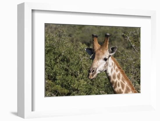 South Africa, Durban, Tala Game Reserve. Giraffe, Head Detail, Male-Cindy Miller Hopkins-Framed Photographic Print