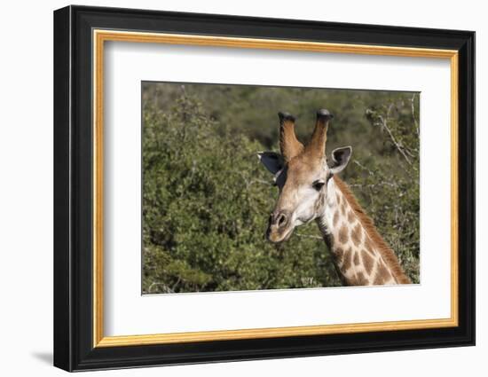South Africa, Durban, Tala Game Reserve. Giraffe, Head Detail, Male-Cindy Miller Hopkins-Framed Photographic Print