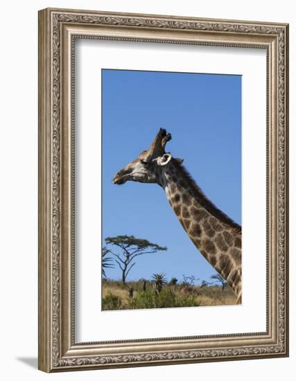 South Africa, Durban, Tala Game Reserve. Giraffe, Head Detail-Cindy Miller Hopkins-Framed Photographic Print