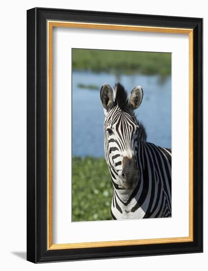 South Africa, Durban. Tala Game Reserve. Plains Zebra-Cindy Miller Hopkins-Framed Photographic Print