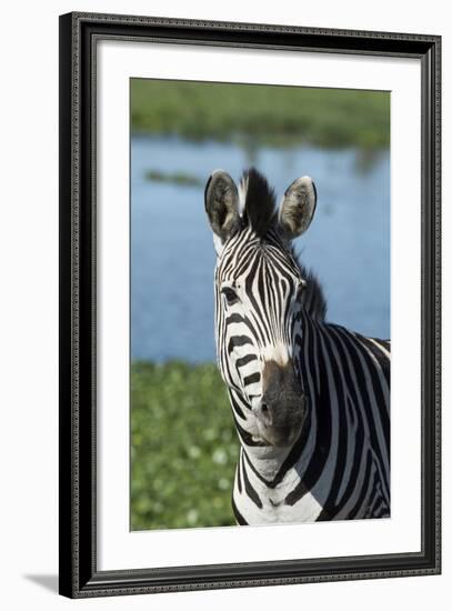 South Africa, Durban. Tala Game Reserve. Plains Zebra-Cindy Miller Hopkins-Framed Photographic Print