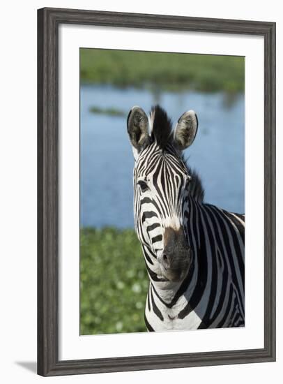 South Africa, Durban. Tala Game Reserve. Plains Zebra-Cindy Miller Hopkins-Framed Photographic Print