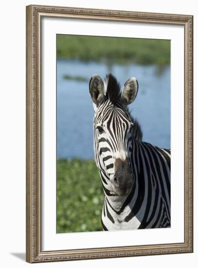 South Africa, Durban. Tala Game Reserve. Plains Zebra-Cindy Miller Hopkins-Framed Photographic Print