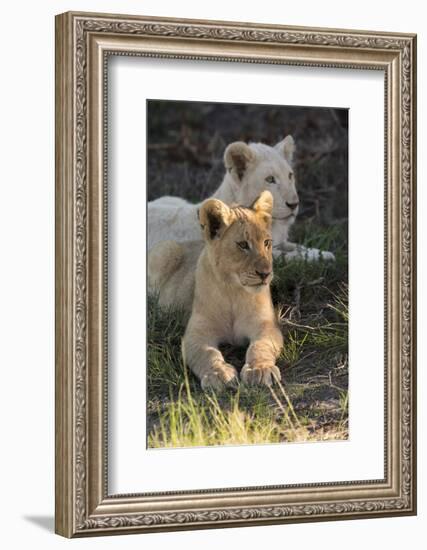 South Africa, East London. Inkwenkwezi Game Reserve. Lion Cubs-Cindy Miller Hopkins-Framed Photographic Print