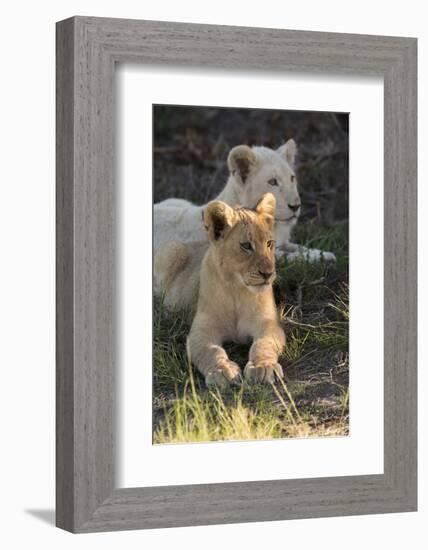 South Africa, East London. Inkwenkwezi Game Reserve. Lion Cubs-Cindy Miller Hopkins-Framed Photographic Print