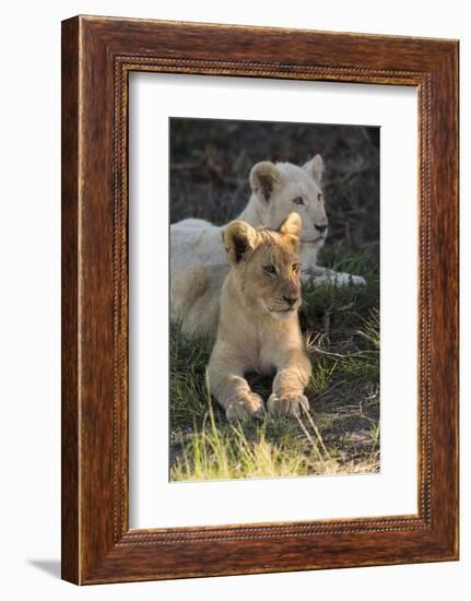South Africa, East London. Inkwenkwezi Game Reserve. Lion Cubs-Cindy Miller Hopkins-Framed Photographic Print