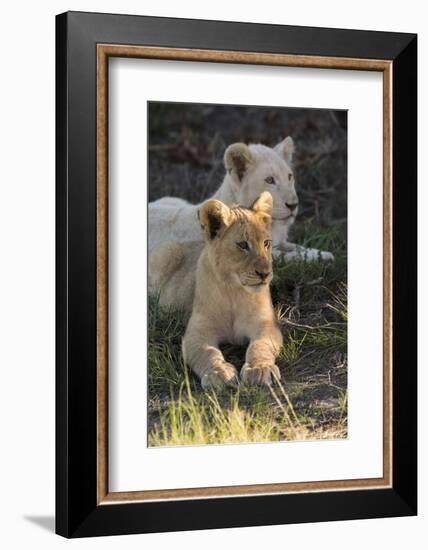 South Africa, East London. Inkwenkwezi Game Reserve. Lion Cubs-Cindy Miller Hopkins-Framed Photographic Print