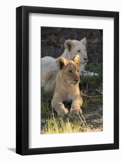 South Africa, East London. Inkwenkwezi Game Reserve. Lion Cubs-Cindy Miller Hopkins-Framed Photographic Print