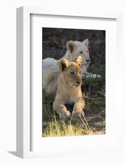 South Africa, East London. Inkwenkwezi Game Reserve. Lion Cubs-Cindy Miller Hopkins-Framed Photographic Print