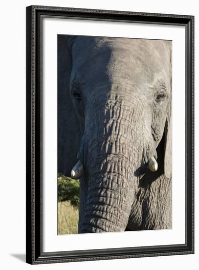 South Africa, Eastern Cape, East London. Inkwenkwezi Game Reserve. African Elephant-Cindy Miller Hopkins-Framed Photographic Print