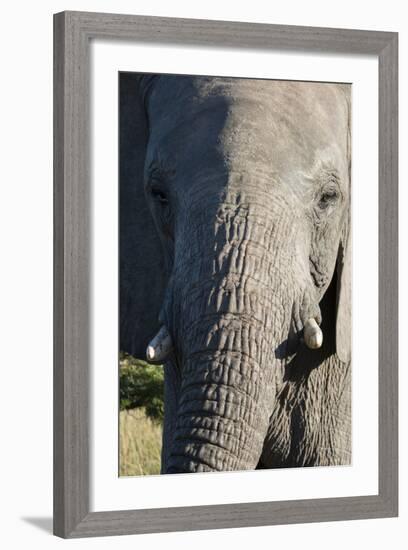 South Africa, Eastern Cape, East London. Inkwenkwezi Game Reserve. African Elephant-Cindy Miller Hopkins-Framed Photographic Print