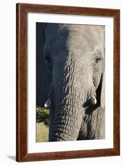 South Africa, Eastern Cape, East London. Inkwenkwezi Game Reserve. African Elephant-Cindy Miller Hopkins-Framed Photographic Print