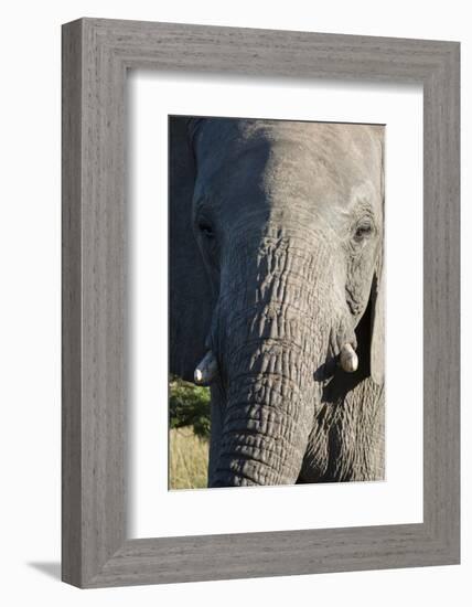 South Africa, Eastern Cape, East London. Inkwenkwezi Game Reserve. African Elephant-Cindy Miller Hopkins-Framed Photographic Print