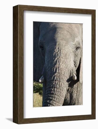 South Africa, Eastern Cape, East London. Inkwenkwezi Game Reserve. African Elephant-Cindy Miller Hopkins-Framed Photographic Print