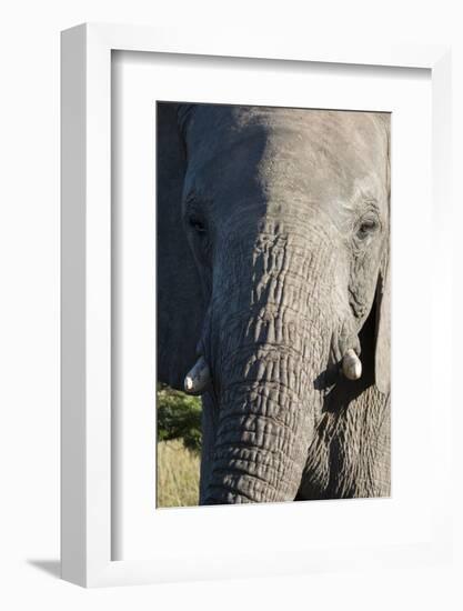 South Africa, Eastern Cape, East London. Inkwenkwezi Game Reserve. African Elephant-Cindy Miller Hopkins-Framed Photographic Print