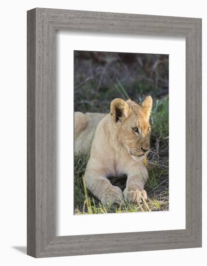 South Africa, Eastern Cape, East London. Inkwenkwezi Game Reserve. Lion Cub-Cindy Miller Hopkins-Framed Photographic Print