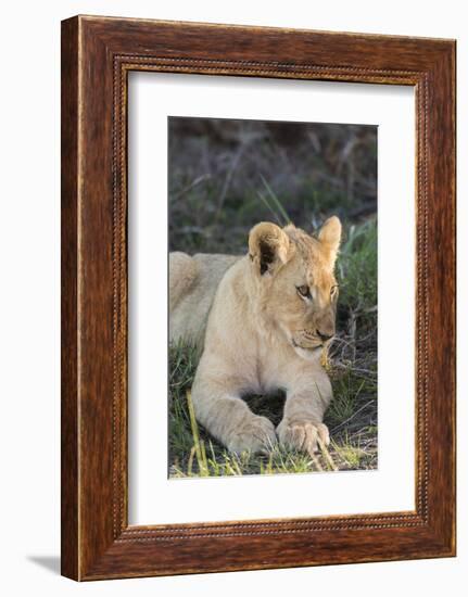 South Africa, Eastern Cape, East London. Inkwenkwezi Game Reserve. Lion Cub-Cindy Miller Hopkins-Framed Photographic Print