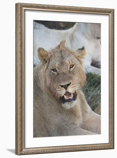 South Africa, Eastern Cape, East London. Inkwenkwezi Game Reserve. Young Male Lion-Cindy Miller Hopkins-Framed Photographic Print