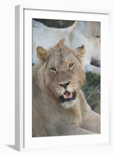 South Africa, Eastern Cape, East London. Inkwenkwezi Game Reserve. Young Male Lion-Cindy Miller Hopkins-Framed Photographic Print