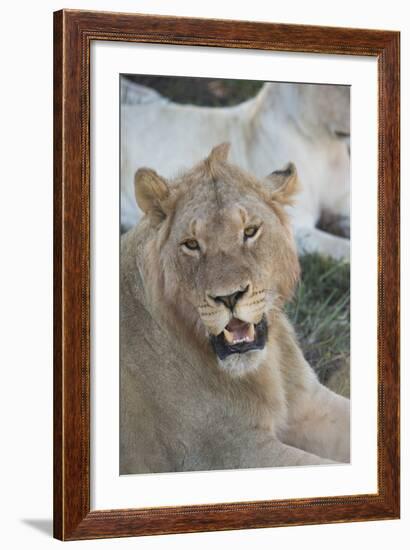 South Africa, Eastern Cape, East London. Inkwenkwezi Game Reserve. Young Male Lion-Cindy Miller Hopkins-Framed Photographic Print