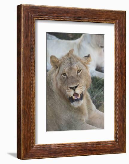 South Africa, Eastern Cape, East London. Inkwenkwezi Game Reserve. Young Male Lion-Cindy Miller Hopkins-Framed Photographic Print