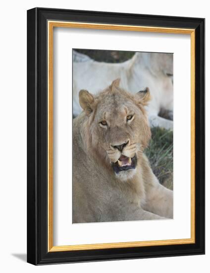 South Africa, Eastern Cape, East London. Inkwenkwezi Game Reserve. Young Male Lion-Cindy Miller Hopkins-Framed Photographic Print