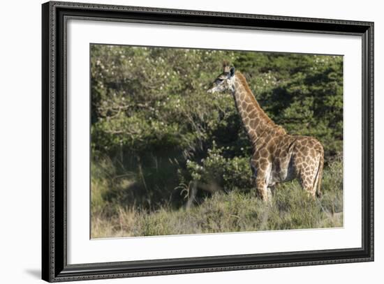 South Africa, Eastern Cape, East London. Inkwenkwezi Game Reserve-Cindy Miller Hopkins-Framed Photographic Print