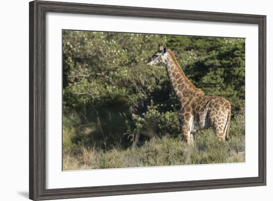 South Africa, Eastern Cape, East London. Inkwenkwezi Game Reserve-Cindy Miller Hopkins-Framed Photographic Print