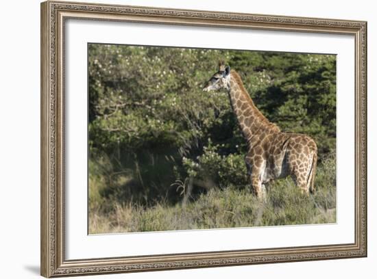 South Africa, Eastern Cape, East London. Inkwenkwezi Game Reserve-Cindy Miller Hopkins-Framed Photographic Print