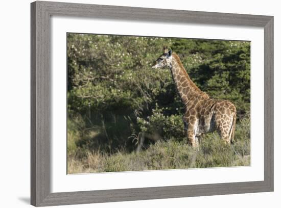 South Africa, Eastern Cape, East London. Inkwenkwezi Game Reserve-Cindy Miller Hopkins-Framed Photographic Print