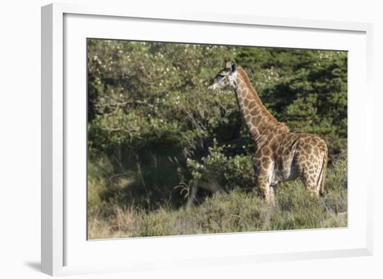 South Africa, Eastern Cape, East London. Inkwenkwezi Game Reserve-Cindy Miller Hopkins-Framed Photographic Print