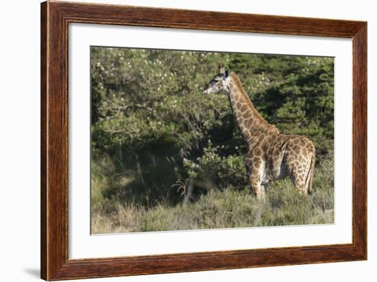 South Africa, Eastern Cape, East London. Inkwenkwezi Game Reserve-Cindy Miller Hopkins-Framed Photographic Print