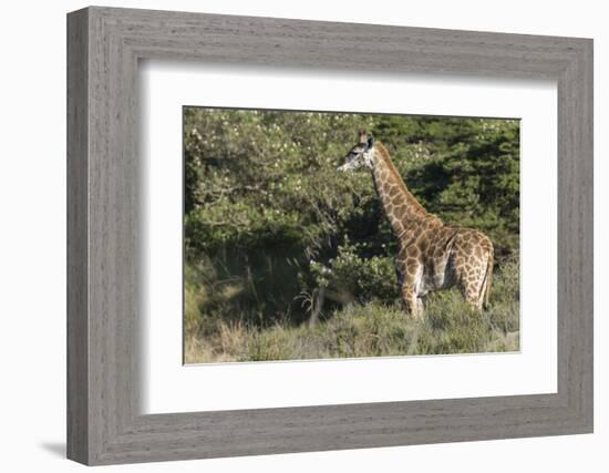South Africa, Eastern Cape, East London. Inkwenkwezi Game Reserve-Cindy Miller Hopkins-Framed Photographic Print