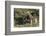 South Africa, Eastern Cape, East London. Inkwenkwezi Game Reserve-Cindy Miller Hopkins-Framed Photographic Print