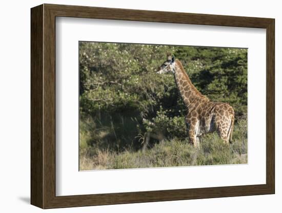 South Africa, Eastern Cape, East London. Inkwenkwezi Game Reserve-Cindy Miller Hopkins-Framed Photographic Print