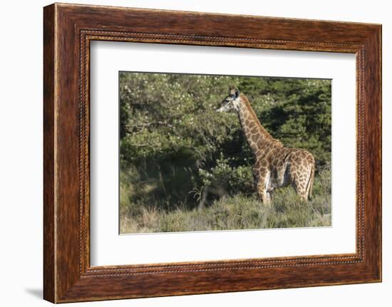 South Africa, Eastern Cape, East London. Inkwenkwezi Game Reserve-Cindy Miller Hopkins-Framed Photographic Print