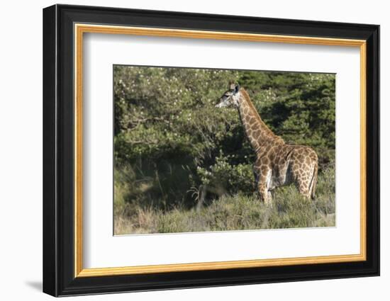 South Africa, Eastern Cape, East London. Inkwenkwezi Game Reserve-Cindy Miller Hopkins-Framed Photographic Print