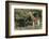 South Africa, Eastern Cape, East London. Inkwenkwezi Game Reserve-Cindy Miller Hopkins-Framed Photographic Print