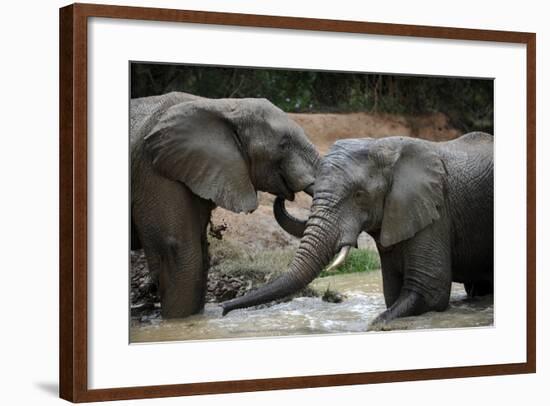 South Africa - Elephants, November 29, 2009 in Zuurberg-null-Framed Photo