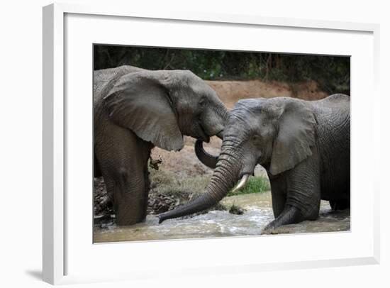 South Africa - Elephants, November 29, 2009 in Zuurberg-null-Framed Photo