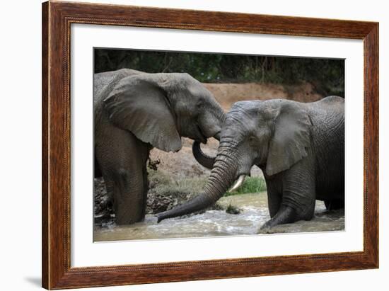 South Africa - Elephants, November 29, 2009 in Zuurberg-null-Framed Photo